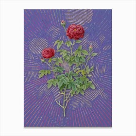 Vintage Burgundy Cabbage Rose Botanical Illustration on Veri Peri n.0317 Canvas Print