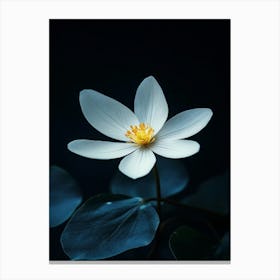 Lotus Flower 17 Canvas Print