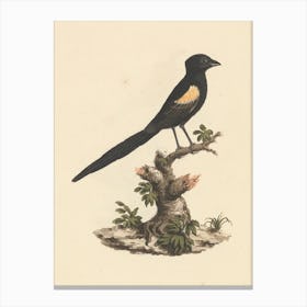 Fan Tailed Widowbirds, Luigi Balugani Canvas Print