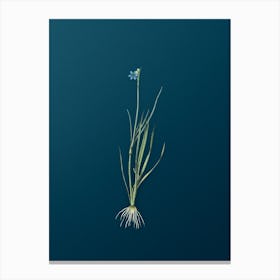 Vintage Narrow leaf Blue eyed grass Botanical Art on Teal Blue n.0804 Canvas Print