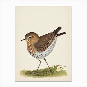 Hermit Thrush Illustration Bird Canvas Print