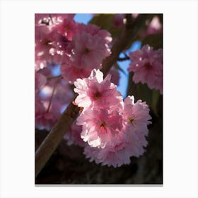 Pink blossoms of an ornamental cherry in spring 1 Canvas Print