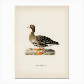 Greater White Fronted Goose, The Von Wright Brothers Canvas Print