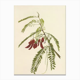 Plant With Red Flowers Canvas Print