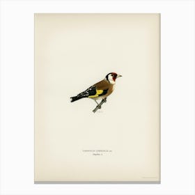 European Goldfinch, The Von Wright Brothers Canvas Print