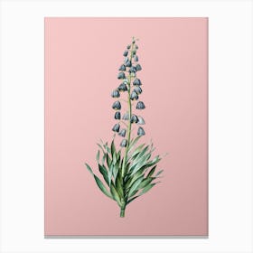 Vintage Persian Lily Botanical on Soft Pink Canvas Print