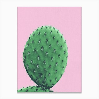 Cactus With Pink Canvas Print