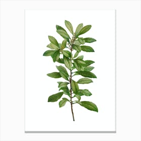 Vintage Firetree Branch Plant Botanical Illustration on Pure White n.0313 Canvas Print