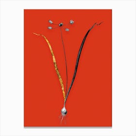 Vintage Allium Scorzonera Folium Black and White Gold Leaf Floral Art on Tomato Red n.0926 Canvas Print