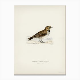 Horned Lark, The Von Wright Brothers Canvas Print