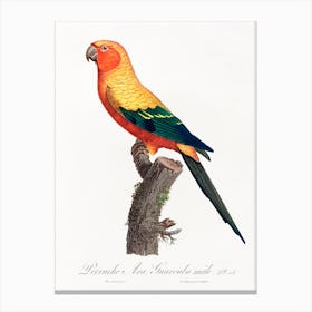 The Sun Parakeet, Male From Natural History Of Parrots, Francois Levaillant Canvas Print