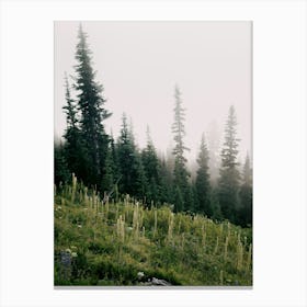 Foggy Green Forest Canvas Print