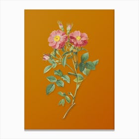 Vintage Queen Elizabeth's Sweetbriar Rose Botanical on Sunset Orange n.0495 Canvas Print