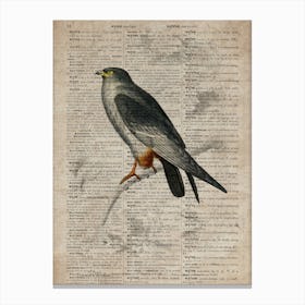 Falcon Dictionnaire Universel Dhistoire Naturelle Canvas Print