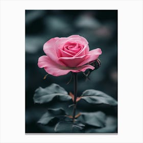 Pink Rose 11 Canvas Print