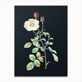 Vintage Sparkling Rose Botanical Watercolor Illustration on Dark Teal Blue n.0569 Canvas Print