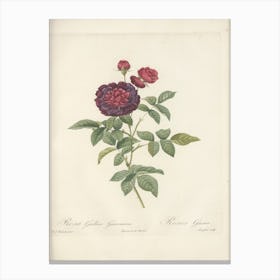 Rose Illustration, Pierre Joseph Redoute (20) Canvas Print