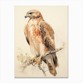Vintage Bird Drawing Red Tailed Hawk 1 Canvas Print