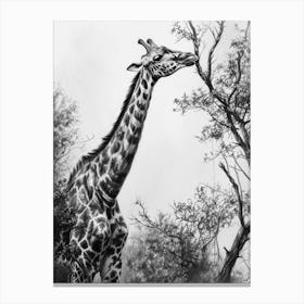 Giraffe With Head In The Branches Pencil Drawing 8 Canvas Print