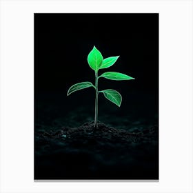 Green Plant On A Black Background Canvas Print