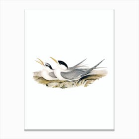 Vintage Bass's Straits Tern Bird Illustration on Pure White n.0267 Canvas Print