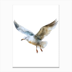 Seagull In Flight.2 Canvas Print
