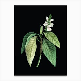 Vintage Malabar Nut Botanical Illustration on Solid Black n.0547 Canvas Print