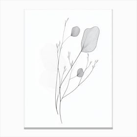 Eucalyptus Canvas Print