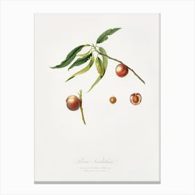 Peach (Prunus Persica) From Pomona Italiana (1817 1839), Giorgio Gallesio , Canvas Print