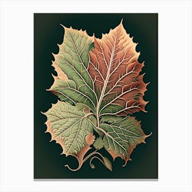 Achiote Leaf Vintage Botanical 2 Canvas Print