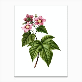 Vintage Purple Flowered Raspberry Botanical Illustration on Pure White n.0935 Canvas Print