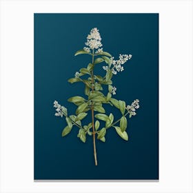 Vintage Wild Privet Botanical Art on Teal Blue Canvas Print
