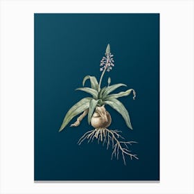 Vintage Lachenalia Lanceaefolia Botanical Art on Teal Blue n.0170 Canvas Print