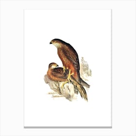 Vintage Radiated Goshawk Bird Illustration on Pure White n.0075 Canvas Print