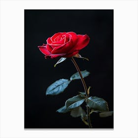 Red Rose On Black Background 15 Canvas Print