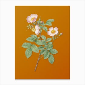 Vintage Short Styled Field Rose Botanical on Sunset Orange n.0661 1 Canvas Print