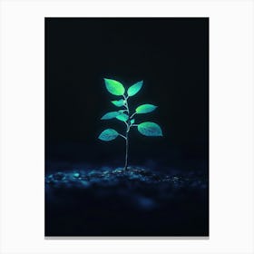 Small Green Plant In The Dark 2 Canvas Print