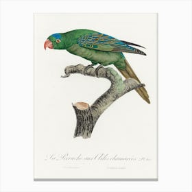 The Blue Naped Parrot From Natural History Of Parrots, Francois Levaillant Canvas Print
