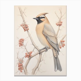 Vintage Bird Drawing Cedar Waxwing 2 Canvas Print