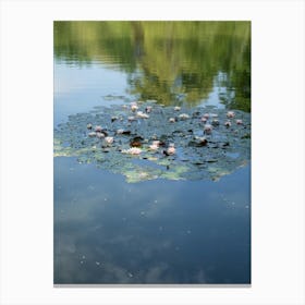 Water lilies and reflection in a pond 1 Canvas Print