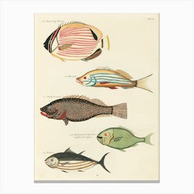 Colourful And Surreal Illustrations Of Fishes Found In Moluccas (Indonesia) And The East Indies, Louis Renard(46) Canvas Print