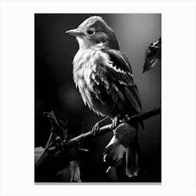 Bird Canvas Print