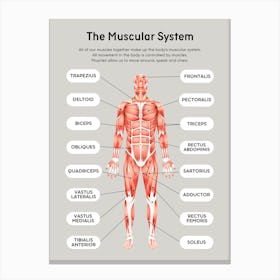 Muscular System Canvas Print