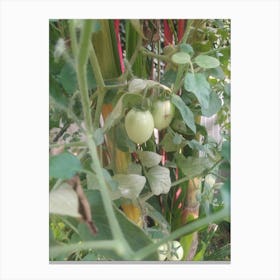 Tomatoes On The Vine Canvas Print