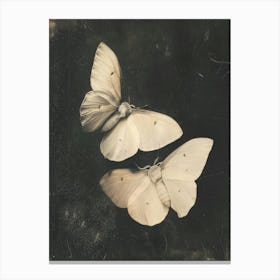 Two White Butterflies 1 Canvas Print