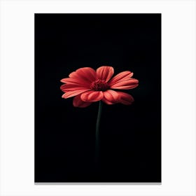 Gerbera Daisy 1 Canvas Print