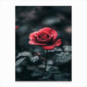 Red Rose 20 Canvas Print