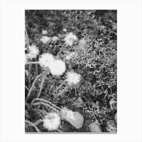 Dandelion In Black And White Canvas Print