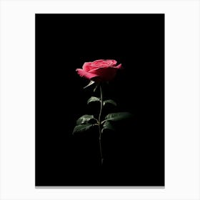 Single Pink Rose On Black Background 1 Canvas Print