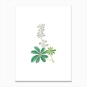 Vintage Halfby Lupine Flower Botanical Illustration on Pure White n.0757 Canvas Print